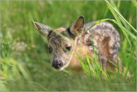 <p>SRNEC OBECNÝ (Capreolus capreolus) Šluknovsko - Jiříkov (European roe deer / Europäisches Reh</p>